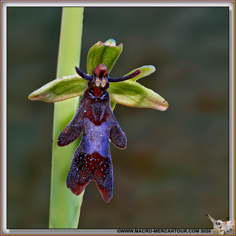 Ophrys mouche